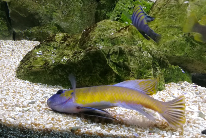 Labeotropheus trewavasae 'Makankha Reef'